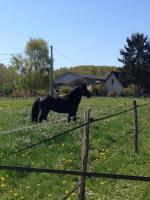 Pension poneys / chevaux 10 minutes d'angers
