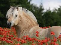 un des plus beau poney ;)