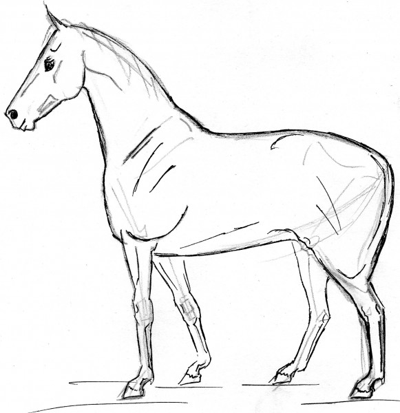 comment dessiner un cheval en 6 etape