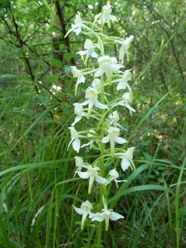 Orchide des bois