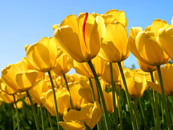 Photo de profil de tuliperouge