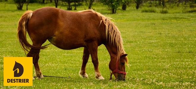 Cheval Annonce Petites Annonces Equestres Cavalier Chevaux Equitation