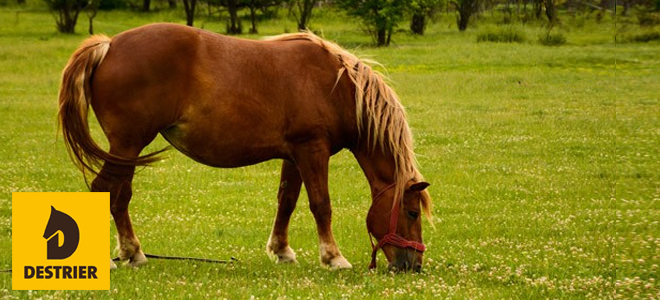Juger etat cheval