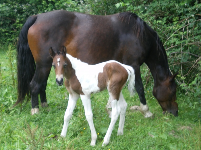 Ferme questre