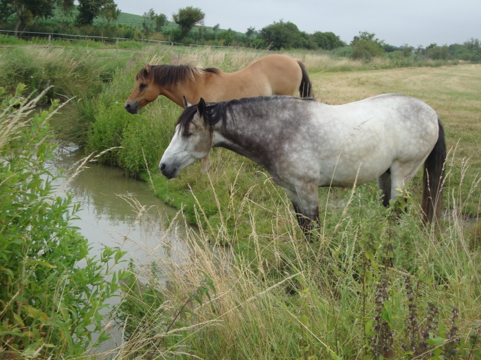 Ferme questre