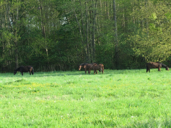 Les chevaux de l'orvanne