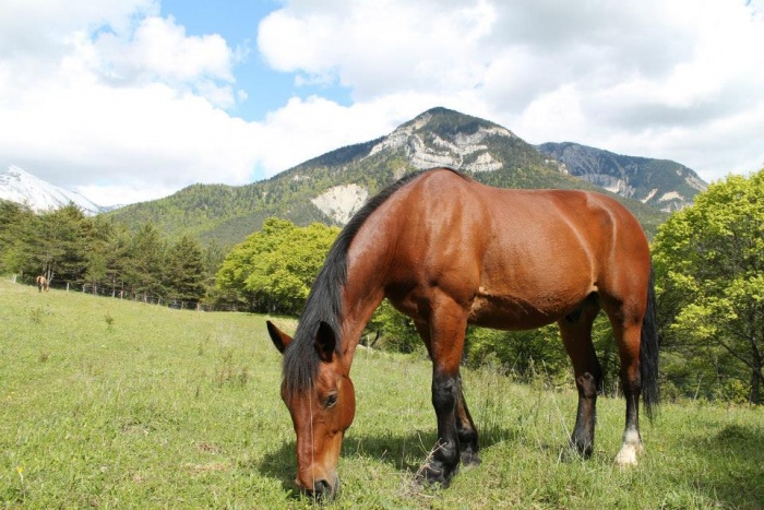 Ferme questre