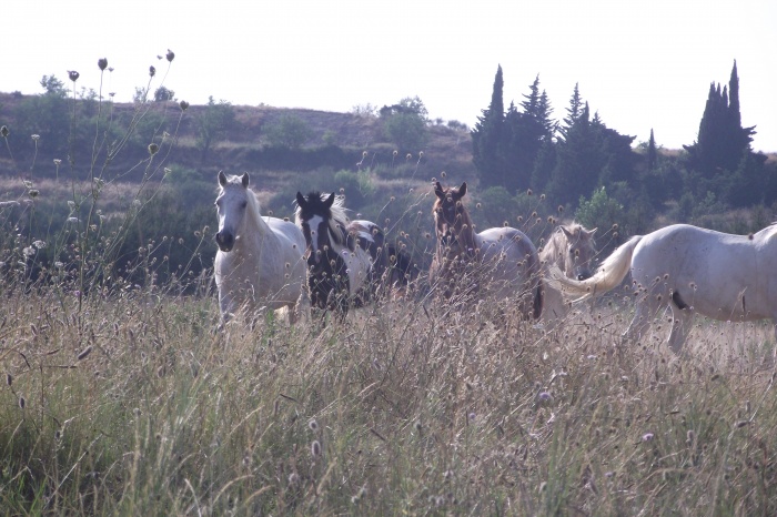 Cabals en mnerbs