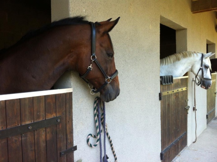  pension pour chevaux sniors