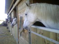 Poney club  des hauts gres