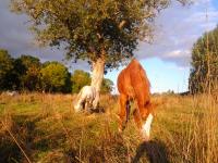 Particulier