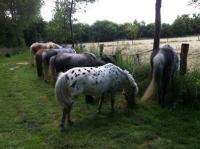 Poney club du val d'automne