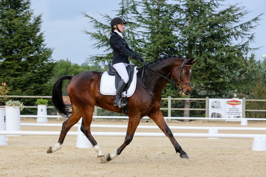 Ecurie Dream Horse | ChevalAnnonce.com