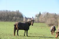 Les ecuries de la tour, pension chevaux pr et box