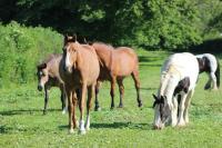 Pension equestre "les marettes"