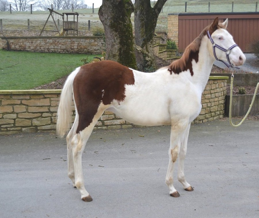 Saillie Paint Horse Splash