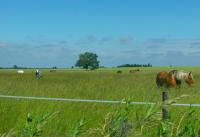 Le jardin equestre