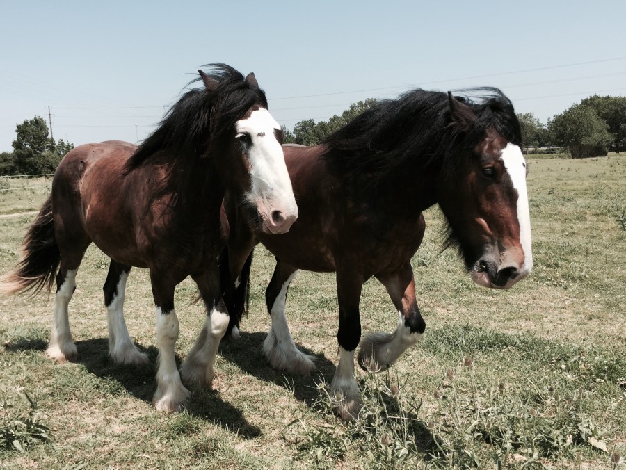Chevaux de trait à vendre