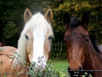 Pension chevaux