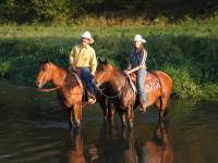 Top ten ranch quarter horse