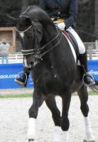 cours dressage  - coaching concours - stage