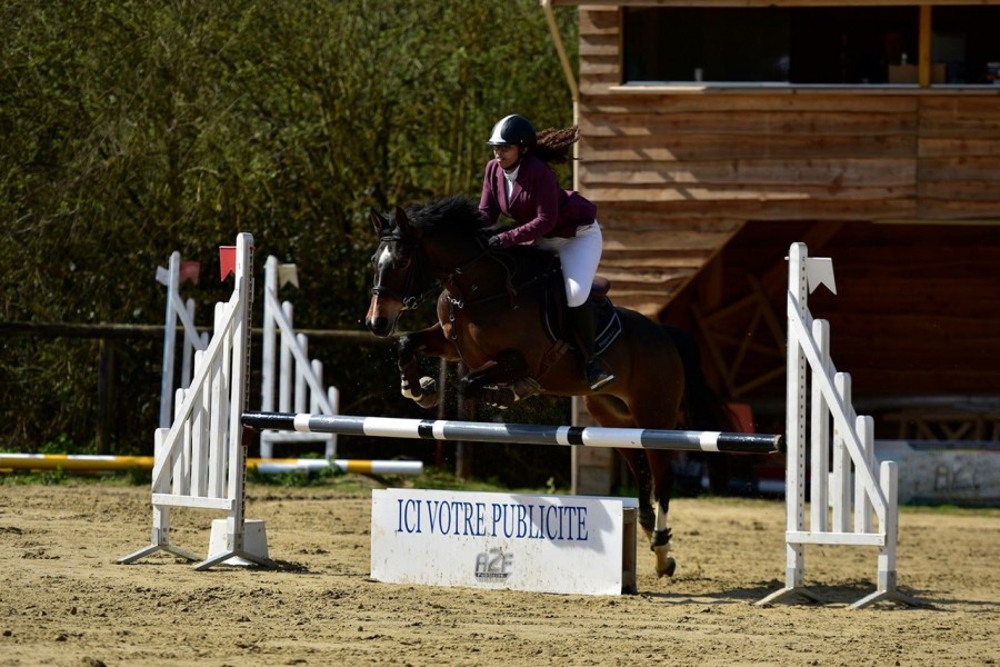 Poney grand prix a vendre