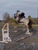 Vente de cheval : Sloopy 