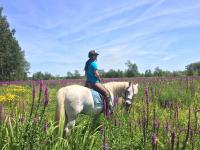 Vente de poney