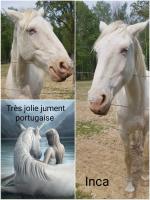Vente de cheval : INCA