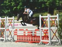 Vente de poney