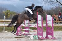Vente de cheval : WALHALLA 
