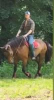 Vente de cheval : Samson