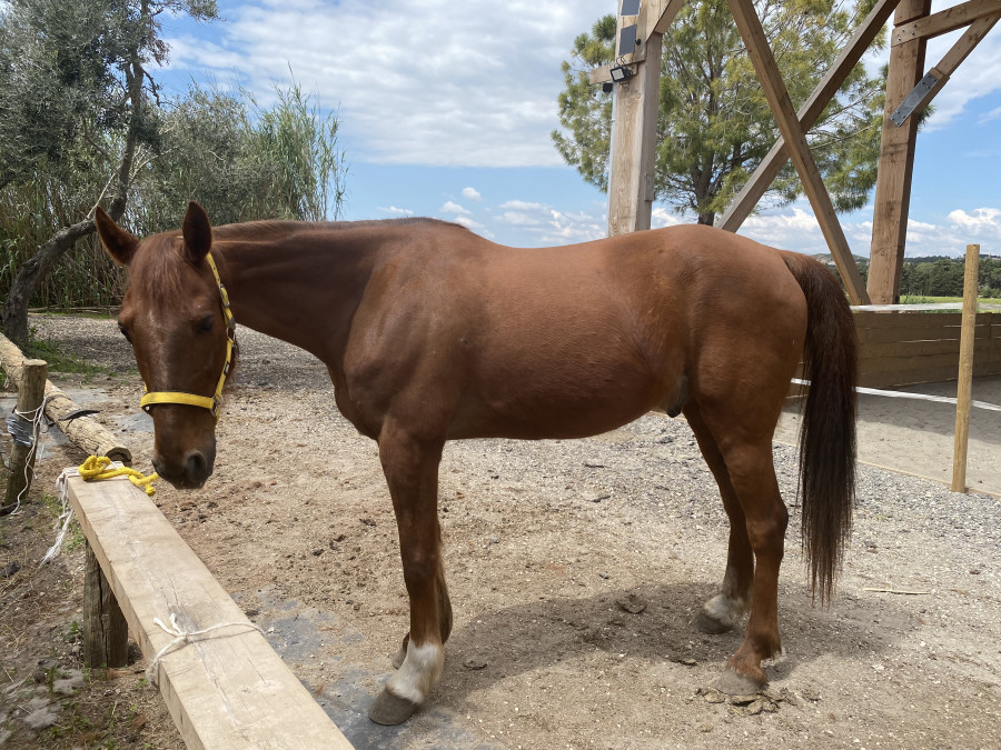 Vente de cheval : Volt