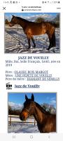 Vente de cheval : Jazz de vouilly