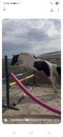 Vente de poney