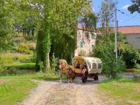 Vente de cheval : Ginou