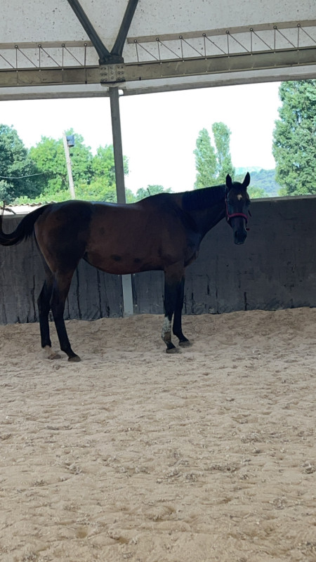 Vente de cheval : Adorata 