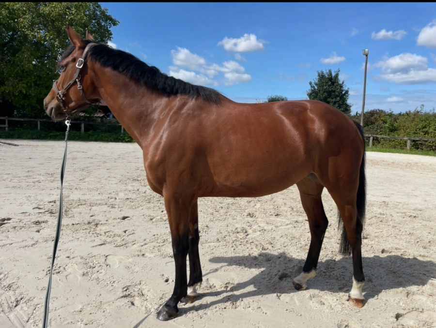 Vente de cheval : Lemeraude of love
