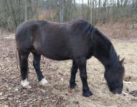Vente de cheval : Iros