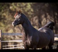 Vente de cheval : FK VICTANEER 