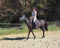 Vente de cheval : JUMPER D'ARAPIE 