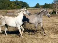 Vente de cheval : AZRA AL JAHIDA D'AUZE