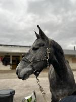 Vente de cheval : KELLADY DK 