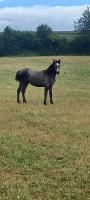 Vente de poney