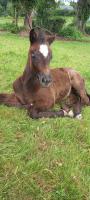 Vente de poney