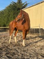 Vente de cheval : Mambo du fort vert 