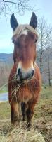 Vente de cheval : Maley