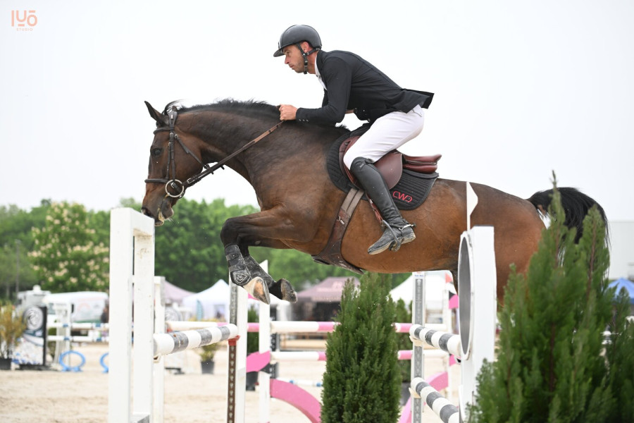 Vente de chevaux