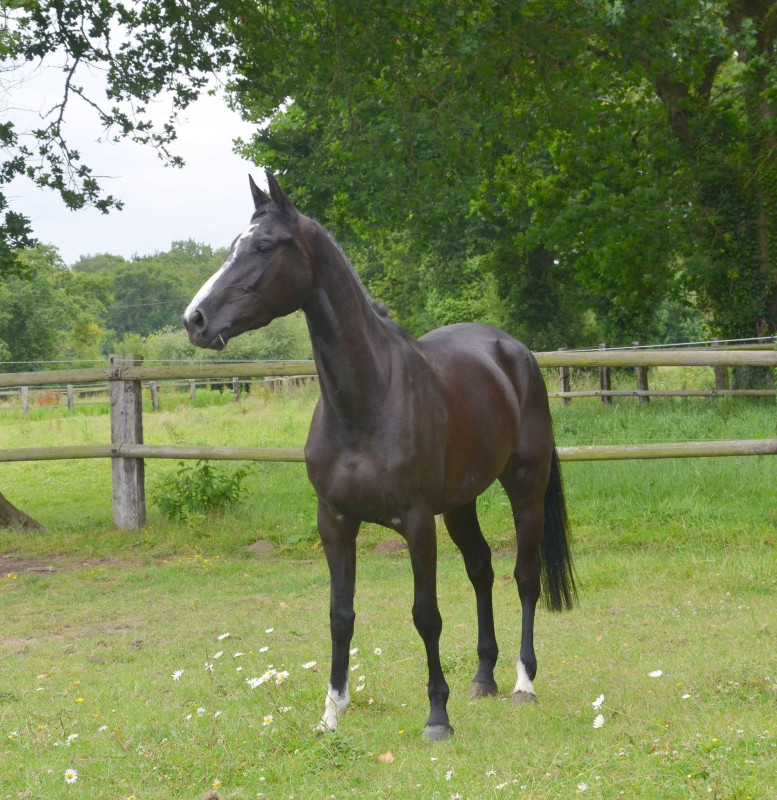 Vente de cheval : GSA Candice
