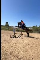 Vente de cheval : Lando